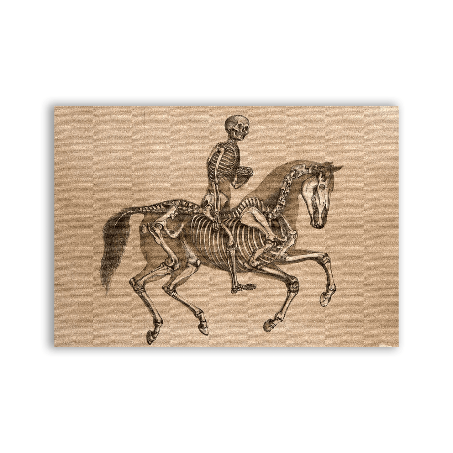 Skeleton Horse Patch