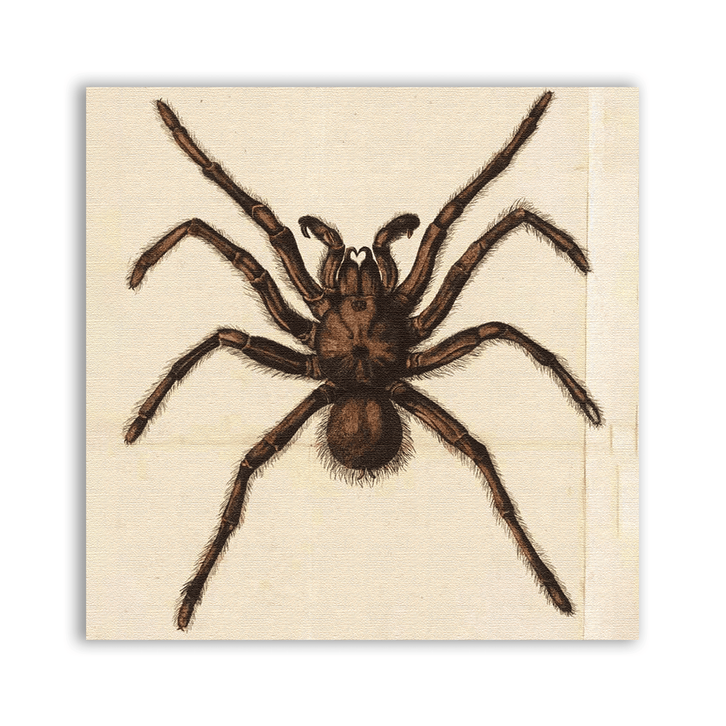 Spider Prey Patch