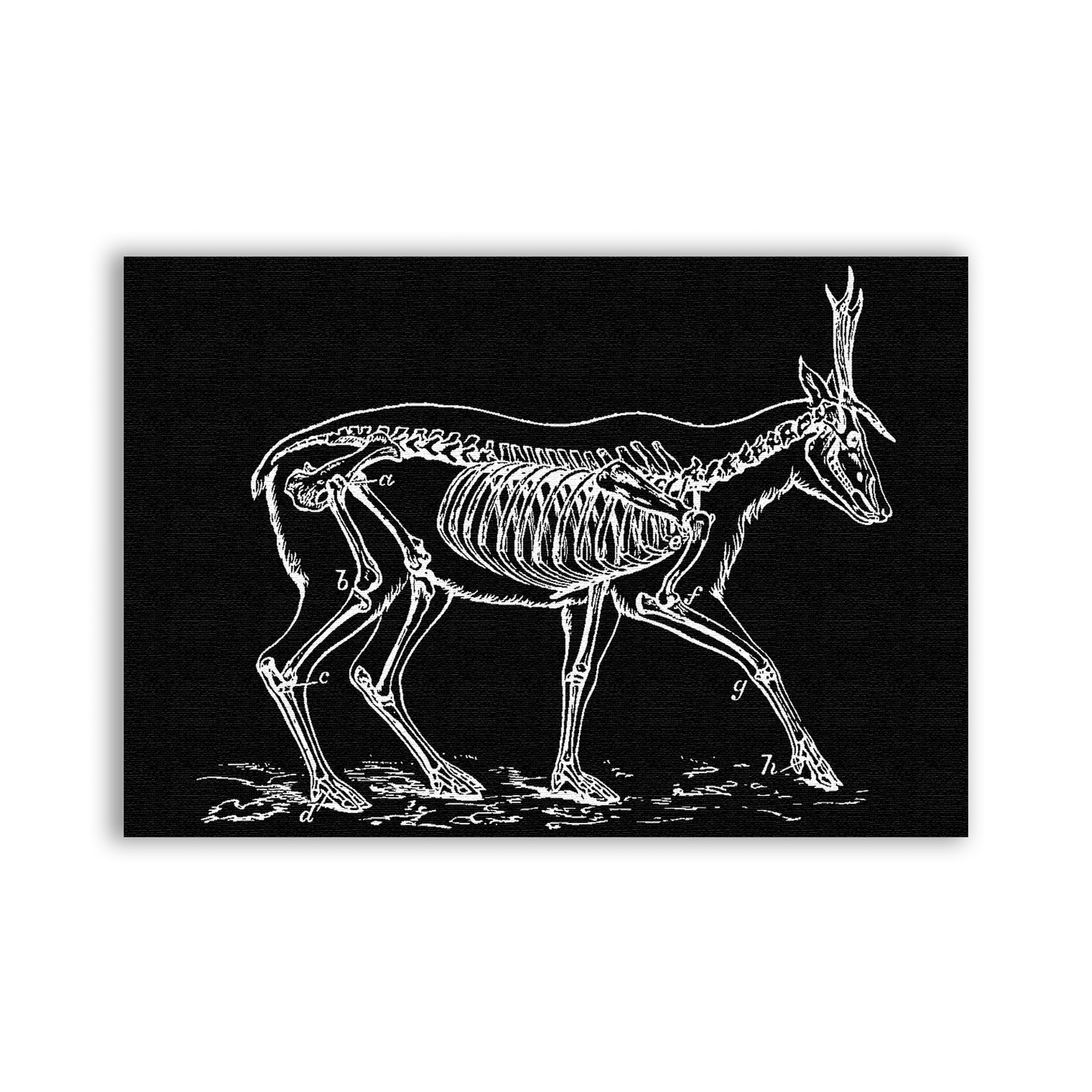 Anatomy Deer Patch - CemeteryCrypt