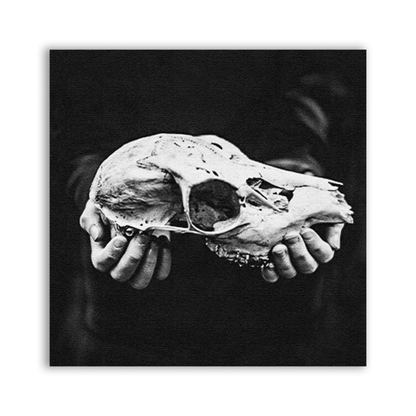 Animal Skull Patch showing a pale animal skull cradled in two hands against black
