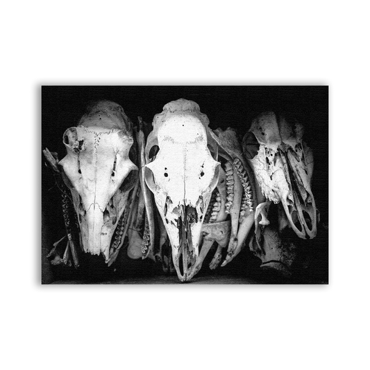 Buffalo Skull Patch - CemeteryCrypt
