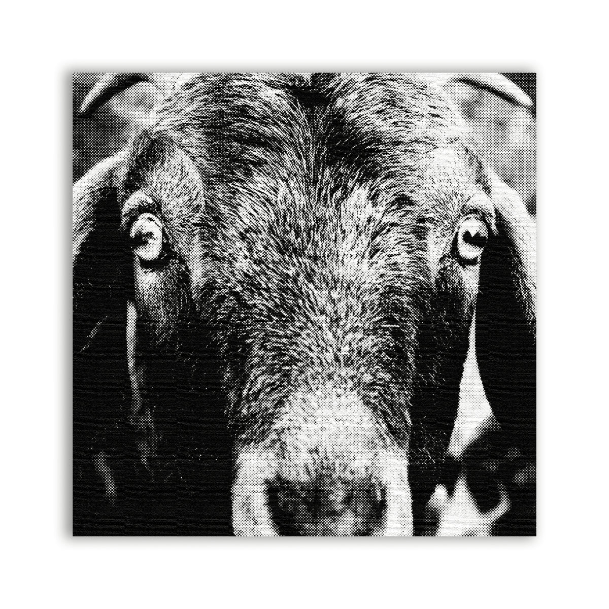 Goat Patch showing a black and white close-up of a goat facing the camera