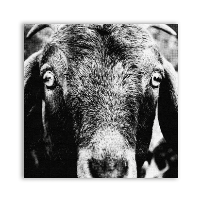 Goat Patch showing a black and white close-up of a goat facing the camera