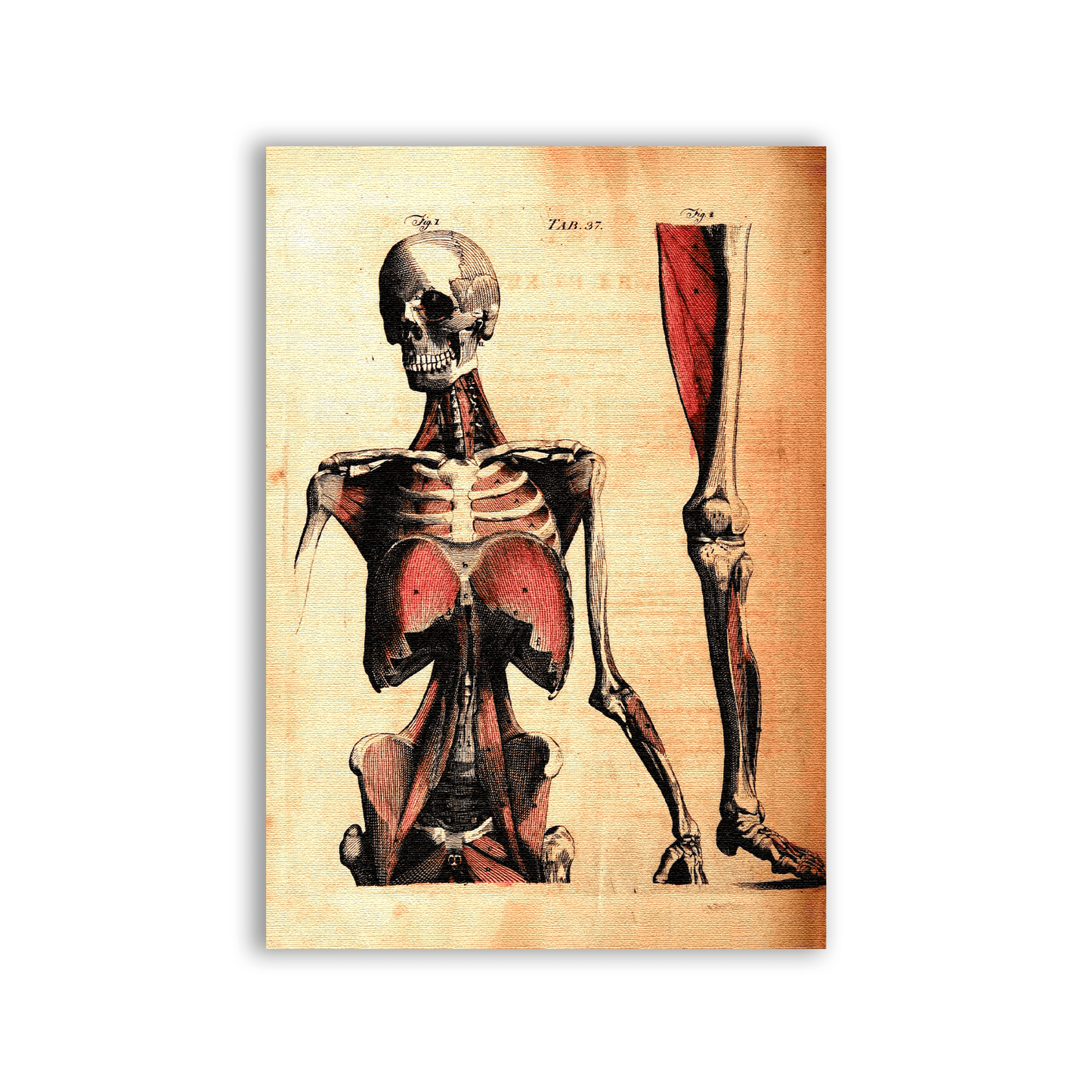 Human Anatomy Patch - CemeteryCrypt