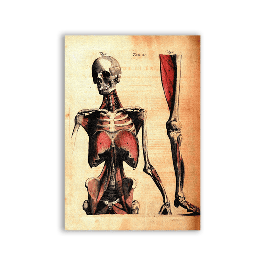 Human Anatomy Patch - CemeteryCrypt