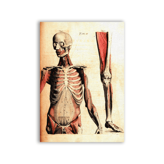 Human Anatomy Skin Patch - CemeteryCrypt