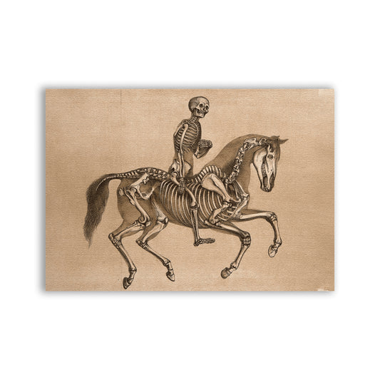 Skeleton Horse Patch - CemeteryCrypt