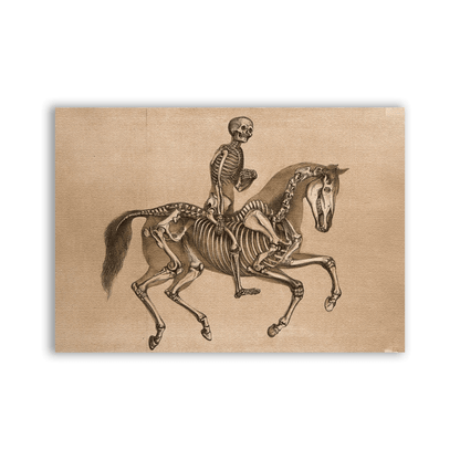 Skeleton Horse Patch with a vintage anatomical drawing of a horse skeleton on a beige background