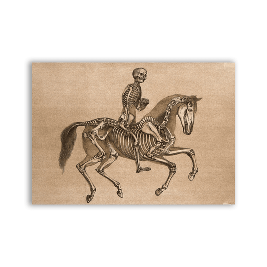Skeleton Horse Patch - CemeteryCrypt