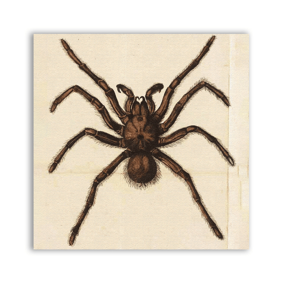 Spider Prey Patch showing a brown spider with spread legs on a pale background