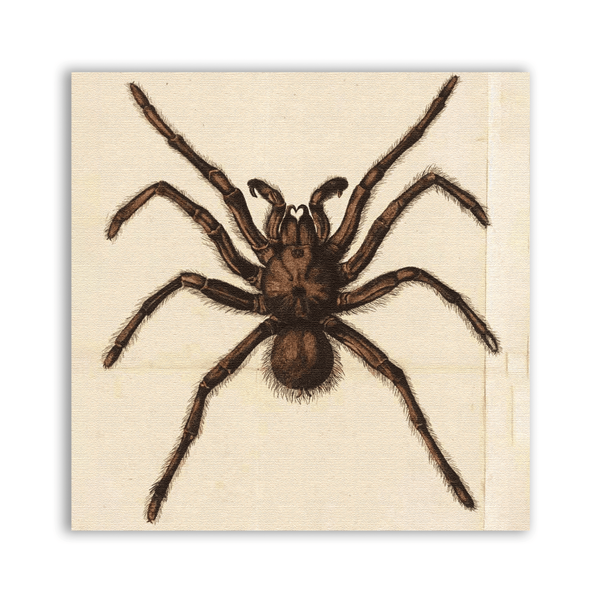Spider Prey Patch - CemeteryCrypt