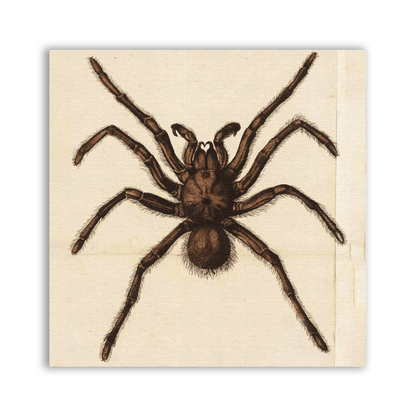 Spider Prey Patch showing a brown spider with spread legs on a pale background