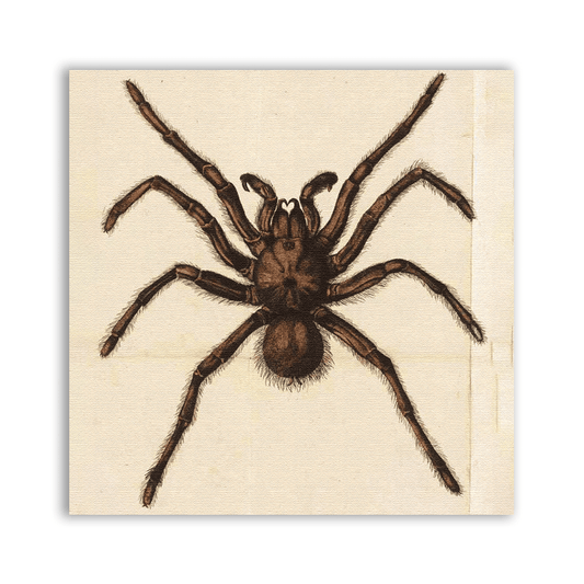 Spider Prey Patch - CemeteryCrypt